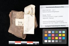 Foto (Objekt + Etikett) von Adiantum renatum Unger (NHMW-GEO-2024-0188-0344)